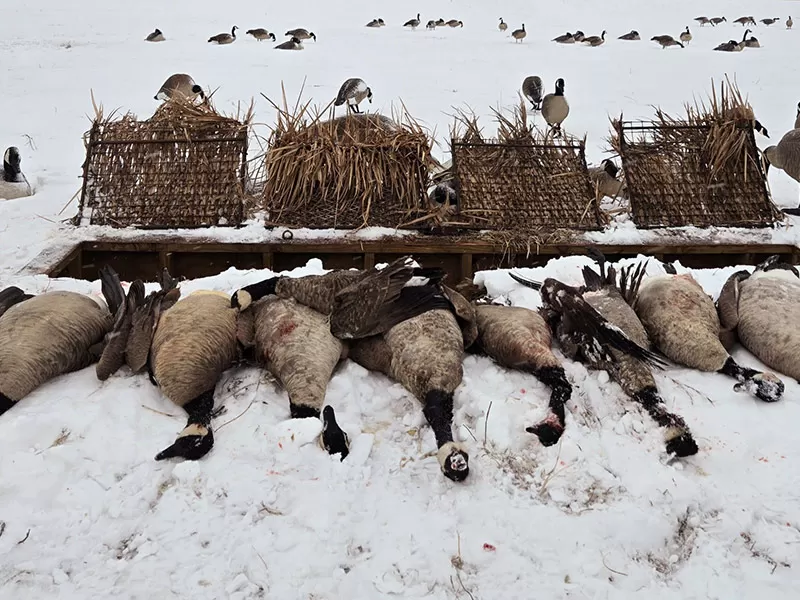 Snowy with goose and blinds